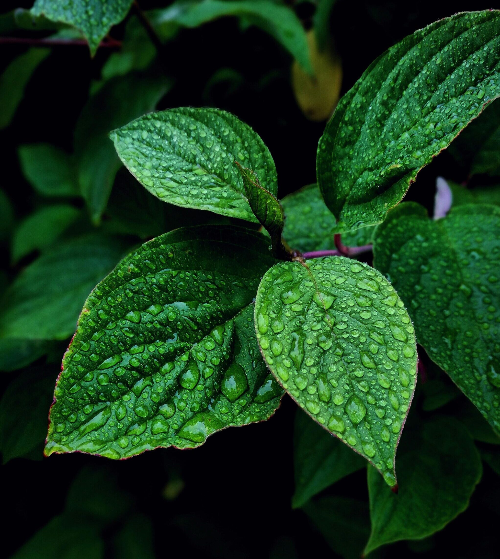 Vibrant green leaves covered in dewdrops, captured in Hol, Norway, showcasing nature's freshness.