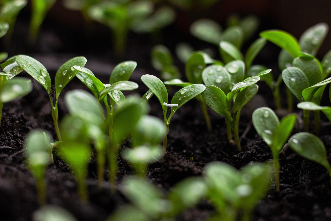 seedlings, soil, spring flowers, bloom, blooming flower, garden background, green aesthetic, green city, urban gardening, water drop, nature background, nature green, water, green background, garden flowers, spring background, sustainability, nature, sustainable, earth day, soil, sustainability, sustainability, sustainability, sustainability, sustainability, sustainable, earth day