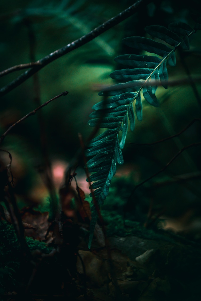 fern, nature, green, plants, sheets, plant, environment, foliage, texture, spring, botanical, natural, luminous, forest, landscape, color, tree, trees, colorful, drills, drink, season, sustainable development, fall, savage, sustainable development, sustainable development, sustainable development, sustainable development, sustainable development