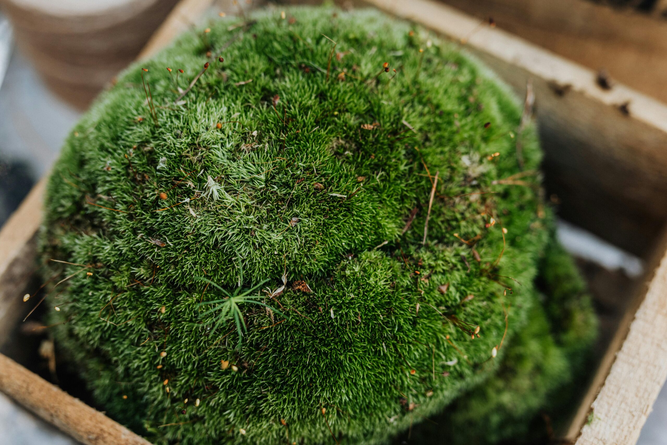 Detailed close-up of a lush green moss ball nestled in a wooden box, showcasing its vibrant texture.