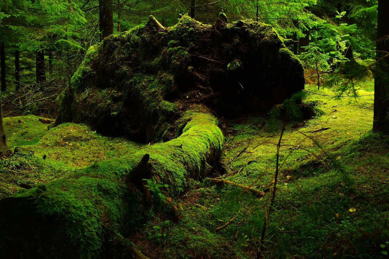 forest, moss, nature, lush, green, vegetation, mossy, greenery, woods, woodlands, trees, outdoors, forest, forest, forest, forest, forest, moss